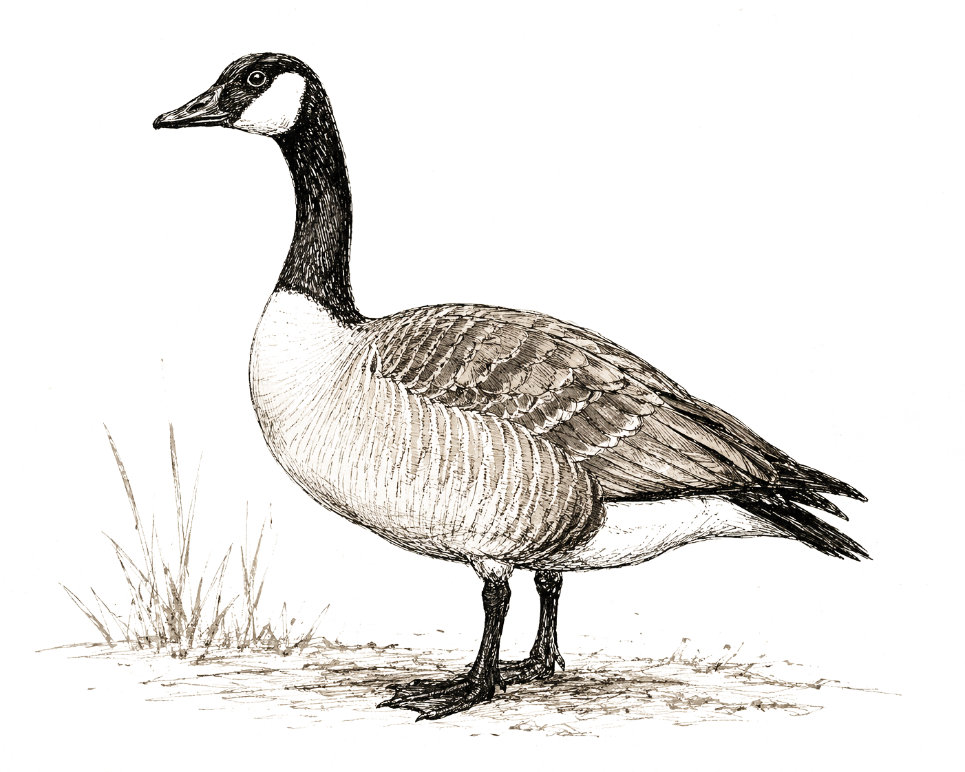 Vintage illustration of a Canada goose